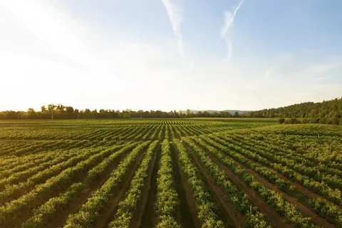 Curso Técnico em Agronegócio EAD
