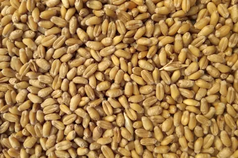 Curso Técnico em Agroindústria EAD