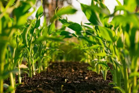 Agricultura por Competência